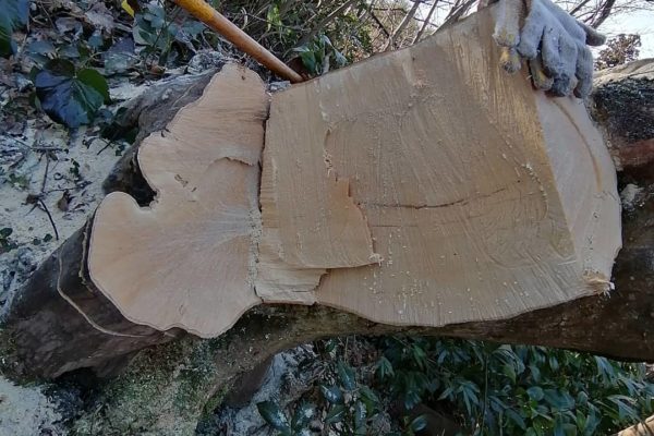 原木を伐採してギターを作る話ハンドメイドギターは果たして出来るのか？①